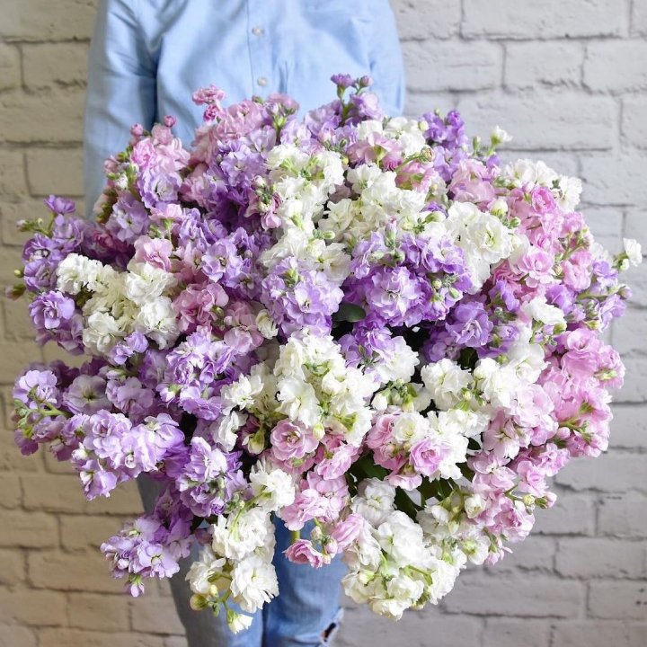 Облако маттиол в Иркутске