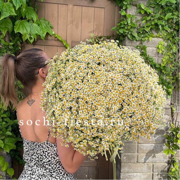 101 ромашка в Иркутске