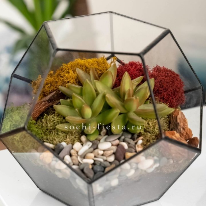 Флорариум “Додекаэдр” с суккулентом Седум в Иркутске