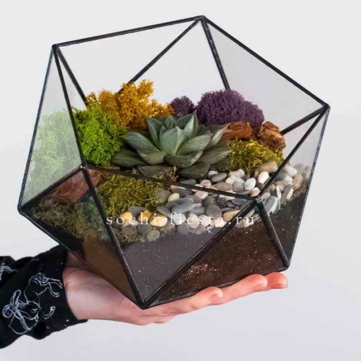 Флорариум “Икосаэдр” с суккулентом Каменная Роза в Иркутске