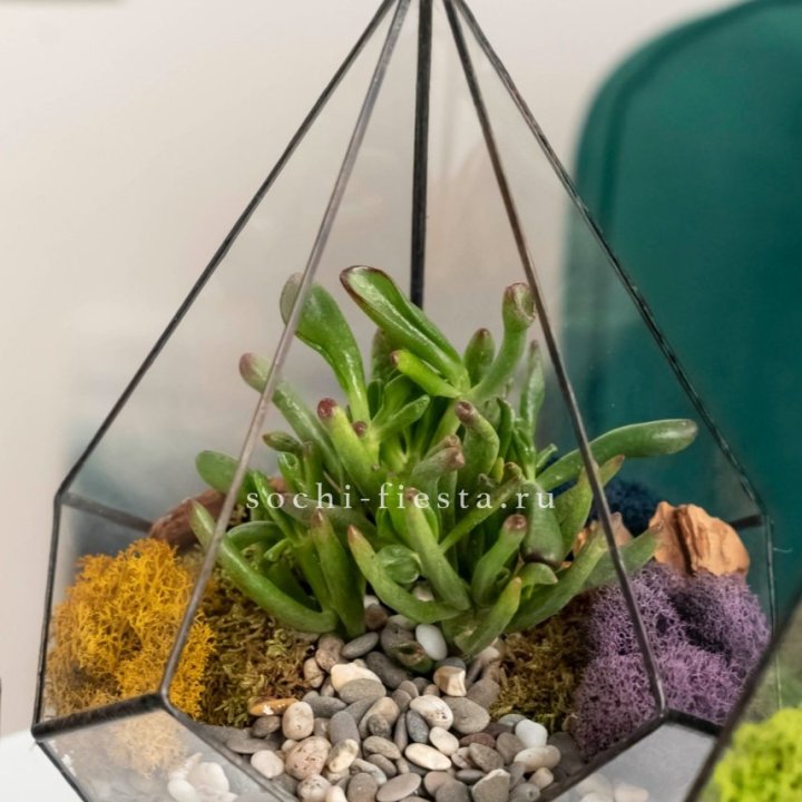 Флорариум “Капля” с суккулентом Крассула Хоббит в Иркутске