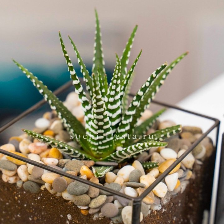 Флорариум Кубик с суккулентом Хавортия в Иркутске