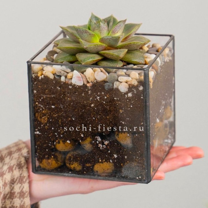 Флорариум Кубик с суккулентом Каменная роза в Иркутске