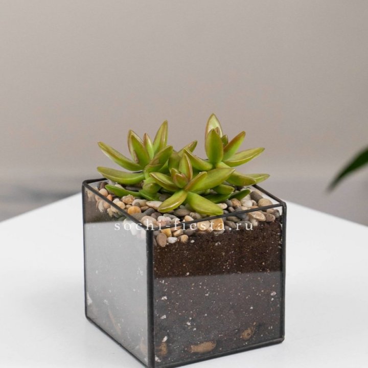 Флорариум Кубик с суккулентом Седум в Иркутске