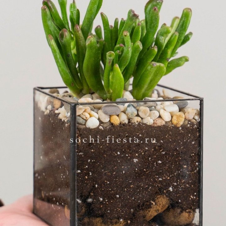 Флорариум Кубик с суккулентом Хоббит в Иркутске