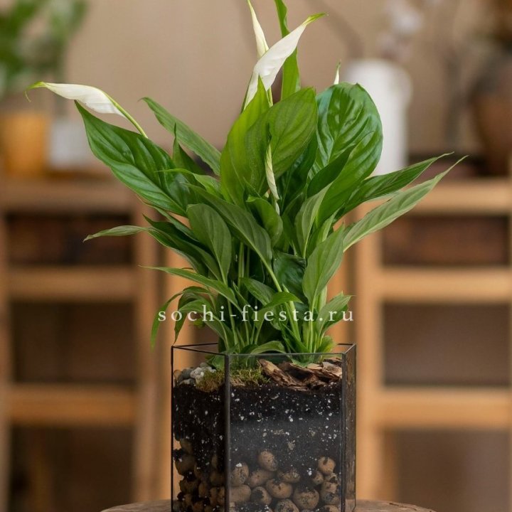 Спатифиллум в кашпо Пятиугольник в Иркутске