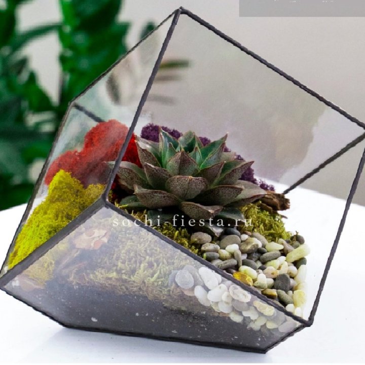Флорариум Куб усеченный с суккулентом Каменная роза в Иркутске