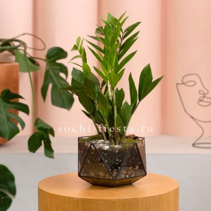 Замиокулькас в кашпо Икосаедр в Иркутске