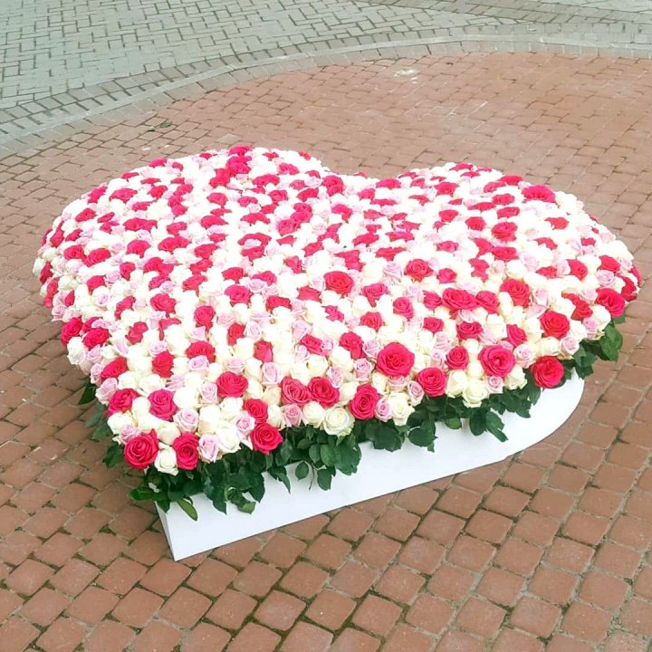 555 роза  в Иркутске