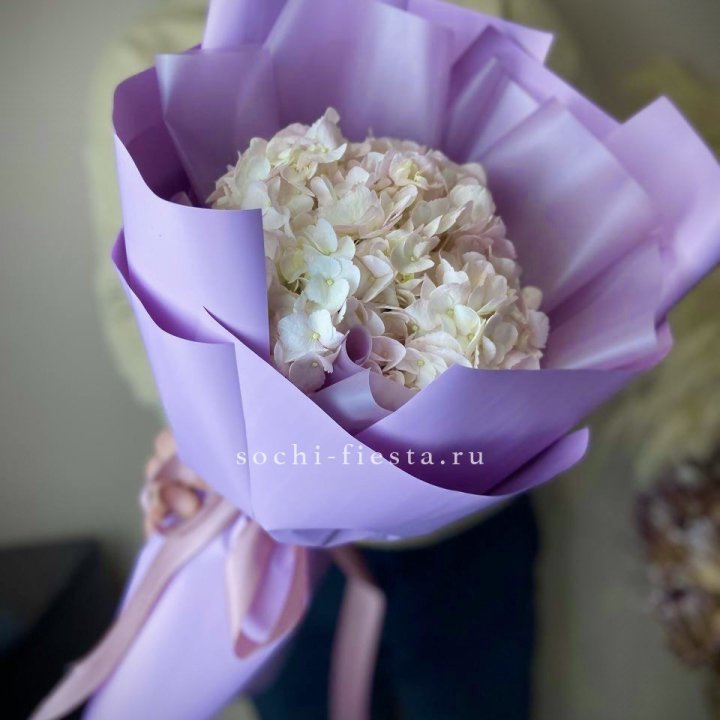 Гортензия розовая в Иркутске