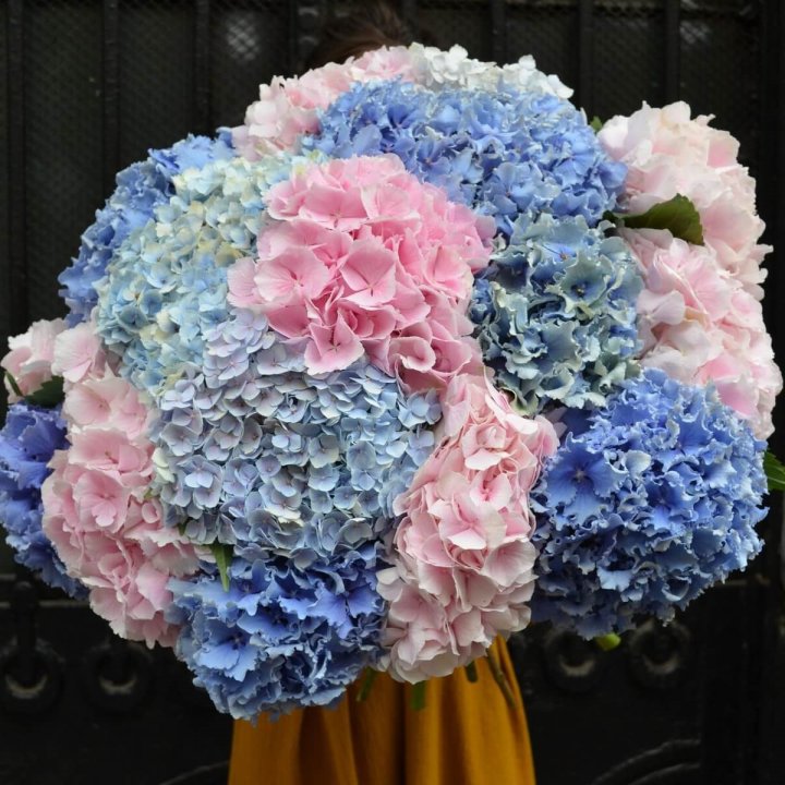 Букет гортензий "Фонтан" в Иркутске