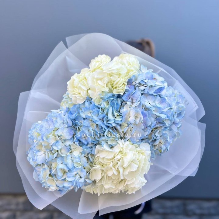 5 бело-голубых гортензий в Иркутске