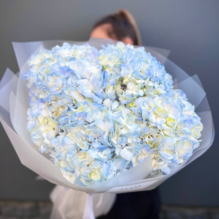 5 голубых гортензий в Иркутске