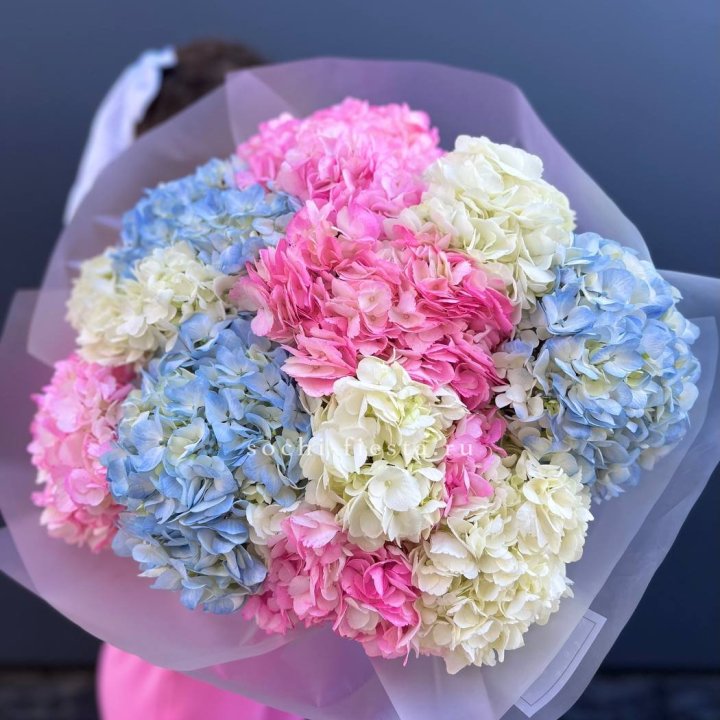 11 гортензий микс в Иркутске
