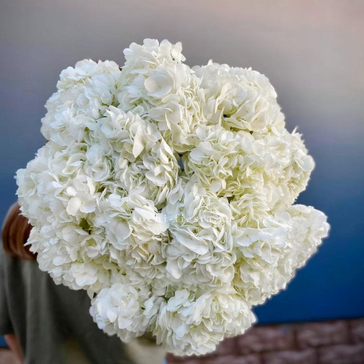 Охапка белой гортензии в Иркутске