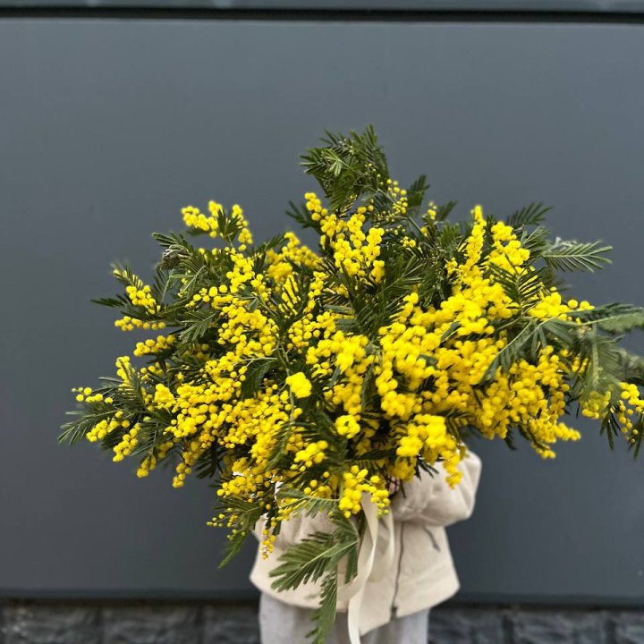 Охопка мимозы в Иркутске