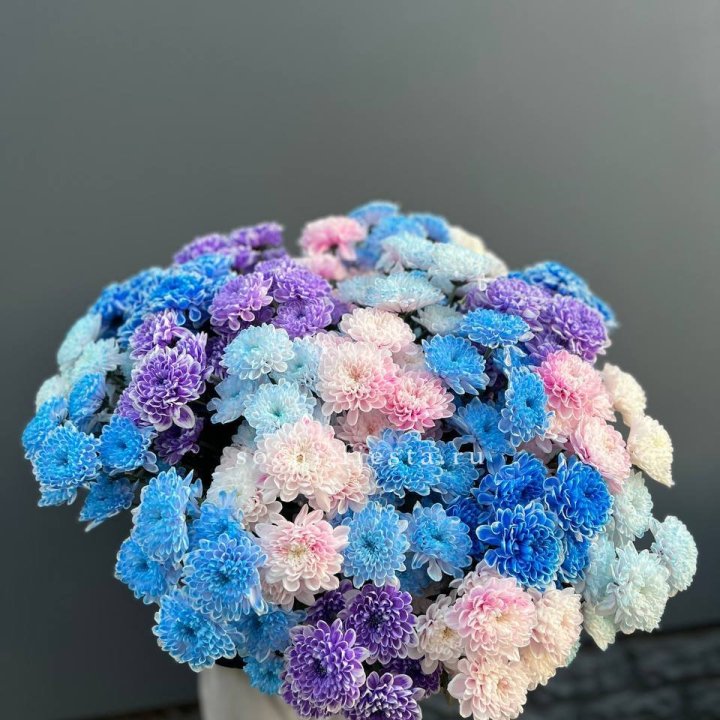 25 цветных хризантем в Иркутске