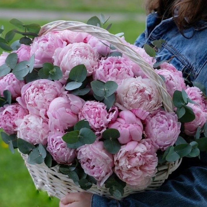 51 пион в корзине в Иркутске