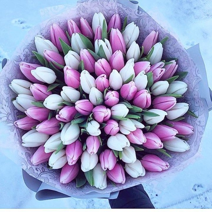 101 тюльпан "Лолипоп" в Иркутске