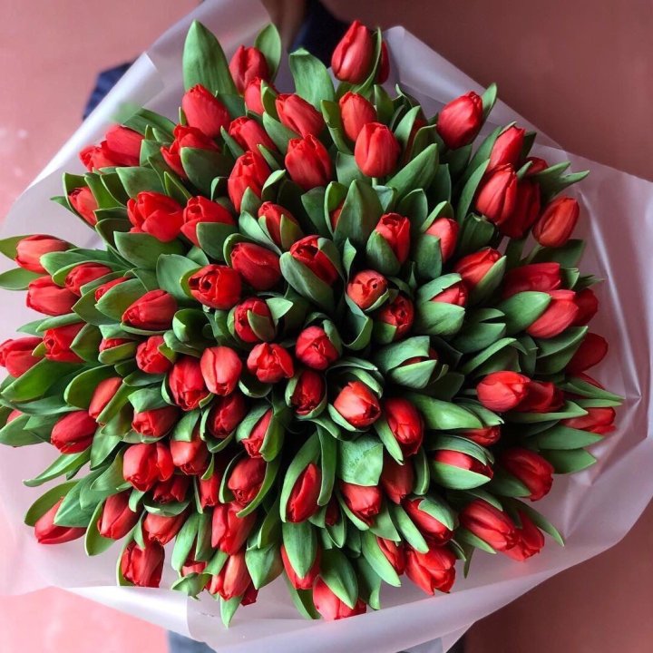 101 красный тюльпан в Иркутске